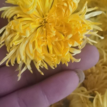 出售各种各样菊花贡菊干花陶菊干花金丝干花