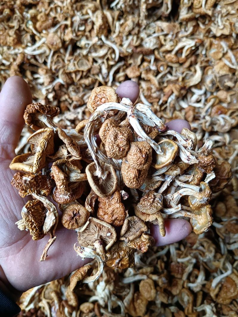单根根滑子菇，福建古田食用菌批发市场，产地直销。