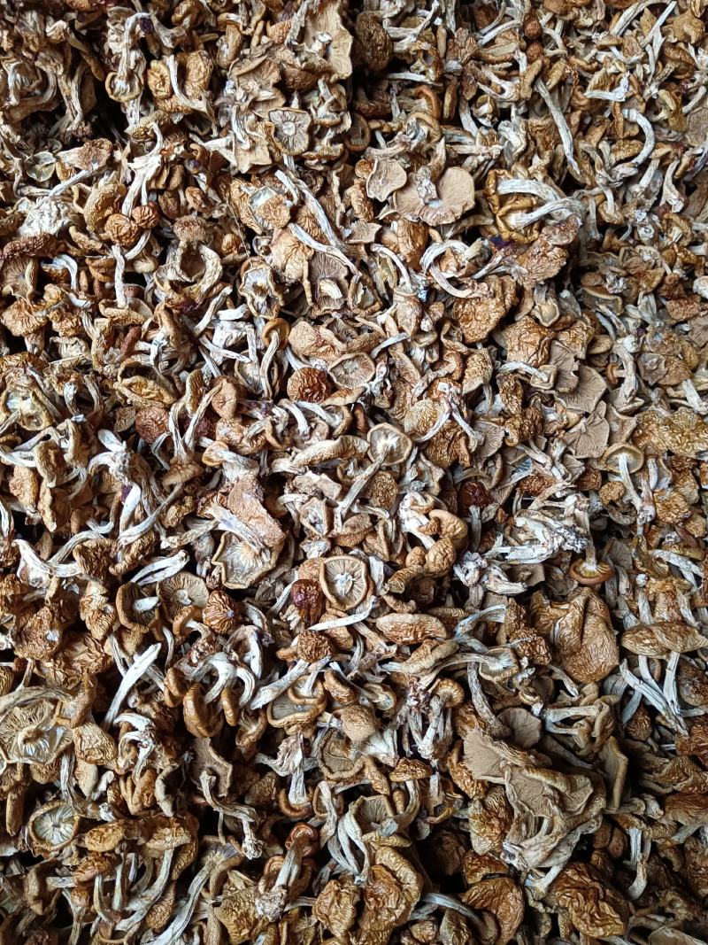 单根根滑子菇，福建古田食用菌批发市场，产地直销。