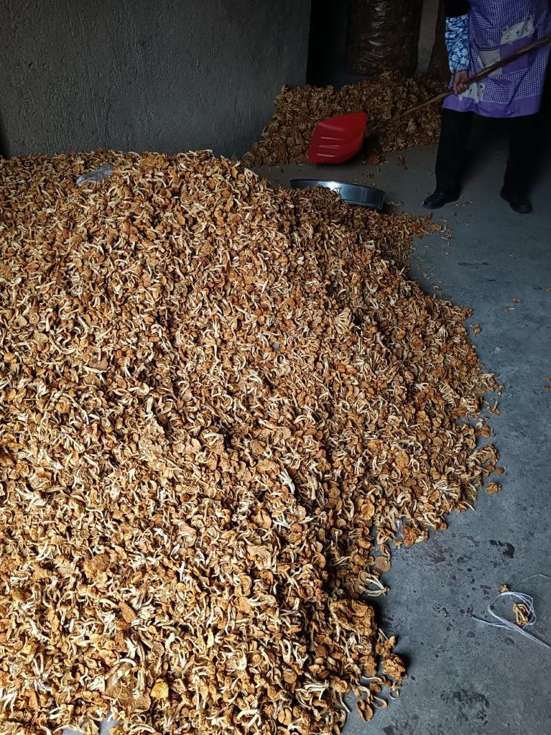 单根根滑子菇，福建古田食用菌批发市场，产地直销。
