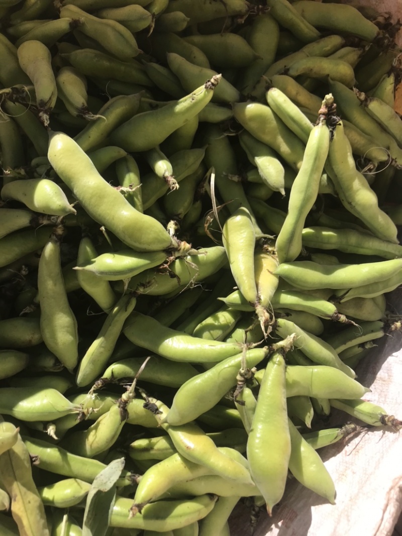 蚕豆有货需要的来质量保证价格便宜