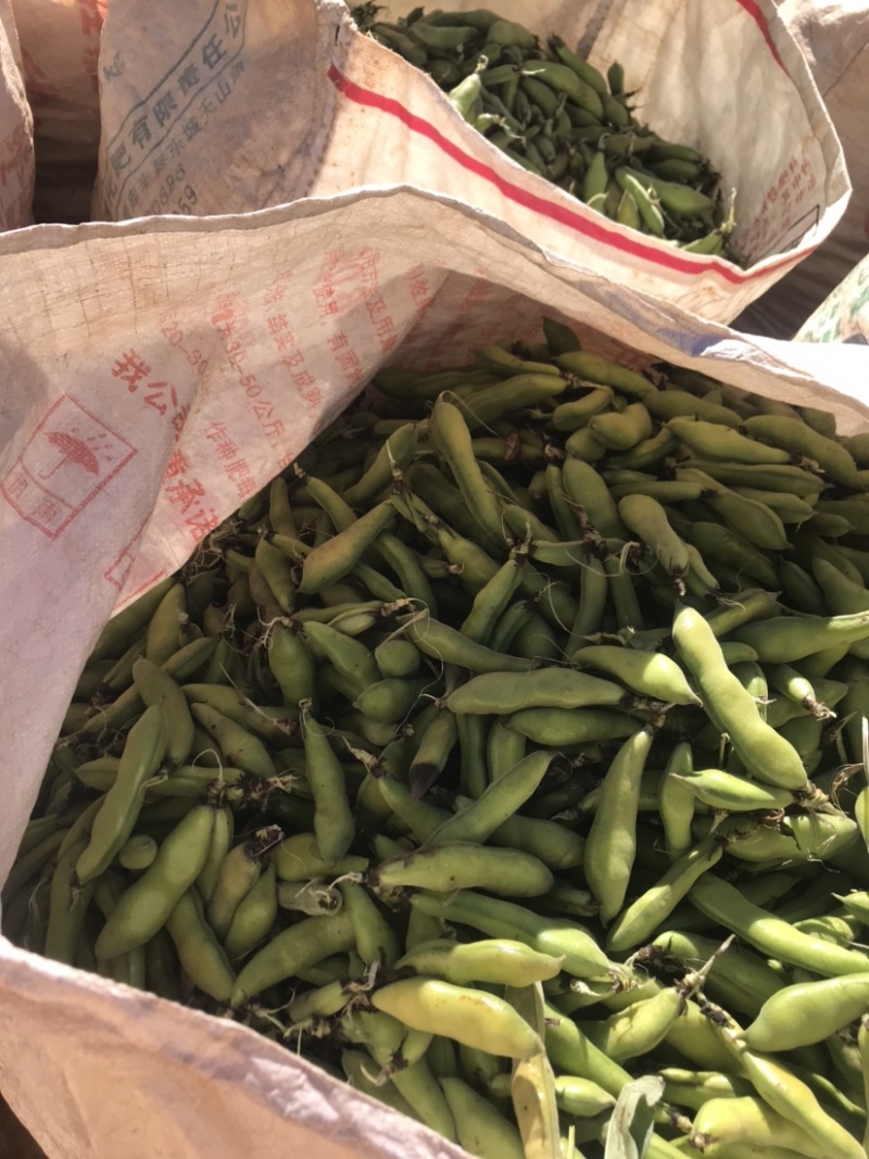 蚕豆有货需要的来质量保证价格便宜