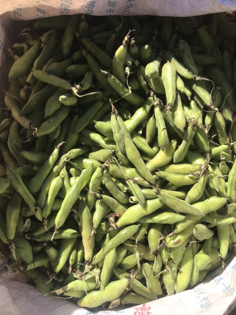 蚕豆有货需要的来质量保证价格便宜