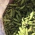 蚕豆有货需要的来质量保证价格便宜
