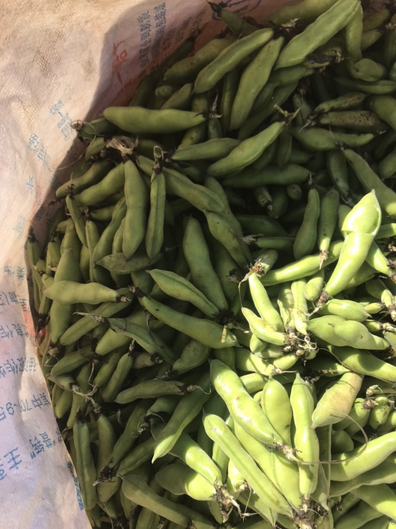 蚕豆有货需要的来质量保证价格便宜