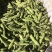 蚕豆有货需要的来质量保证价格便宜