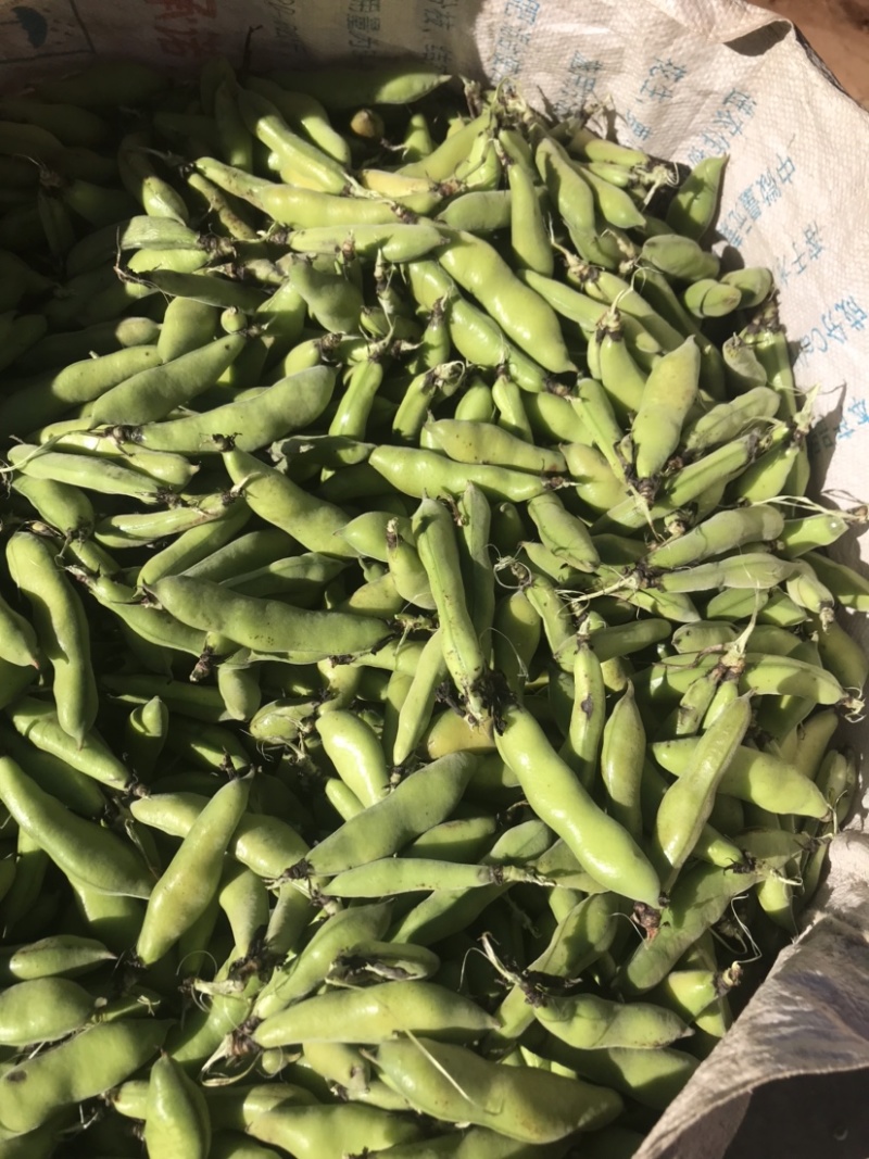 蚕豆有货需要的来质量保证价格便宜