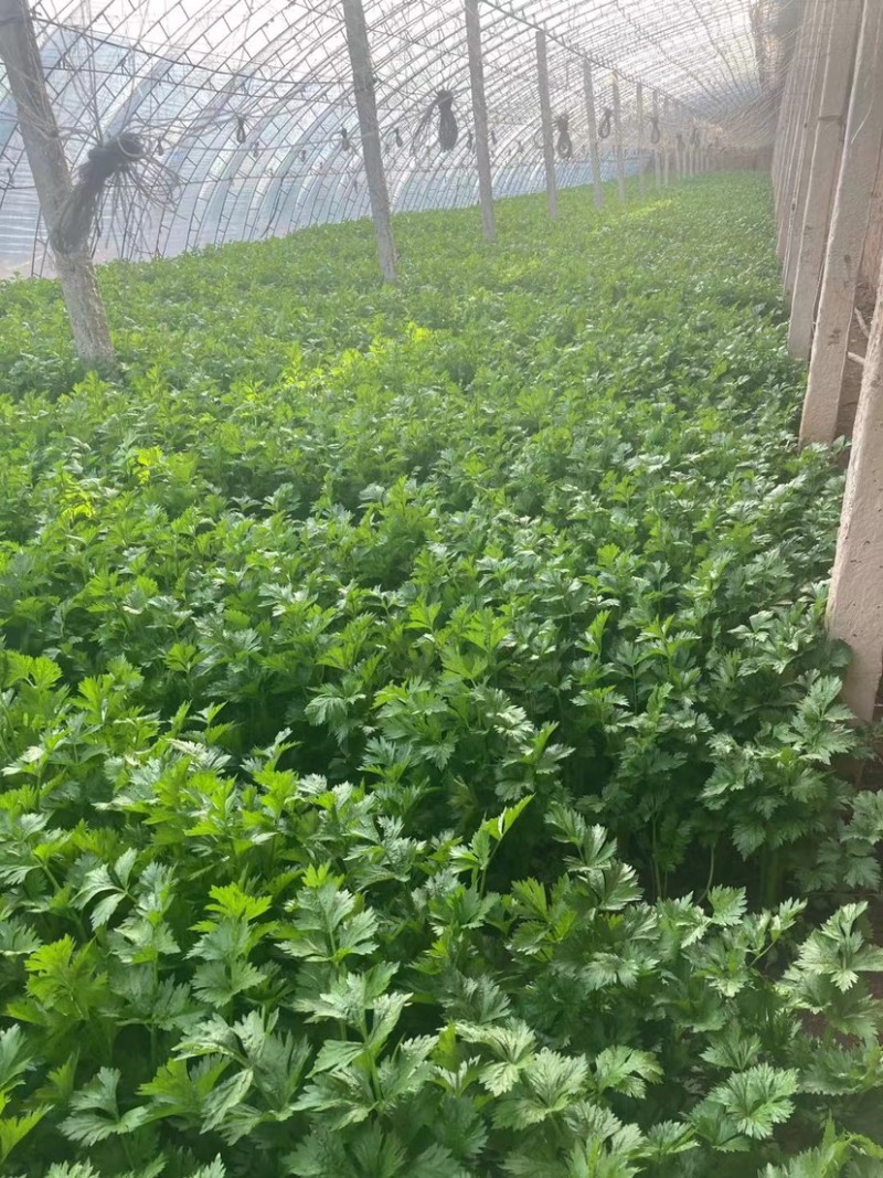 西芹，香芹，各种芹菜，大量上市，产地直发，物美价廉
