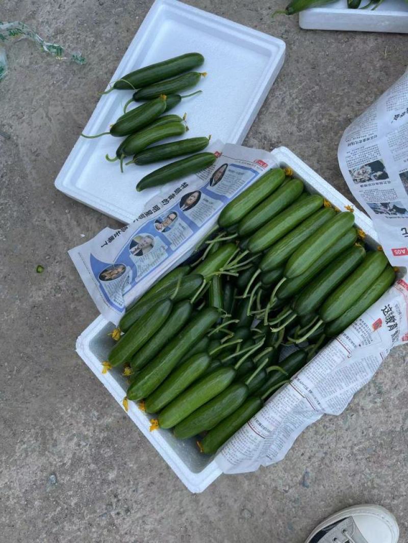 无刺小黄瓜山东小黄瓜商超品质一手货源价格便宜