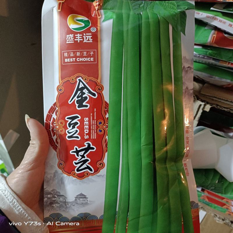 金豆芸种子小金豆种子种种子高产品种种品种