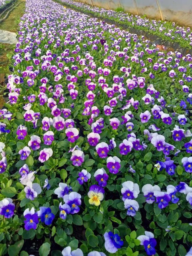 冬季花坛精灵品种角堇，角堇种苗预售发货批发价格