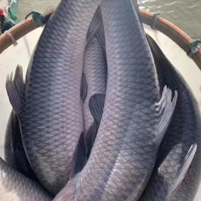 钓场专用鱼