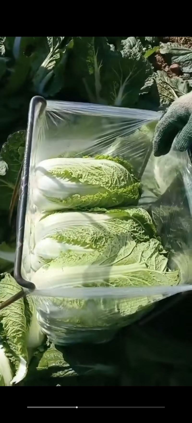 湖北精品大白菜大量上市了产地直发质量保证