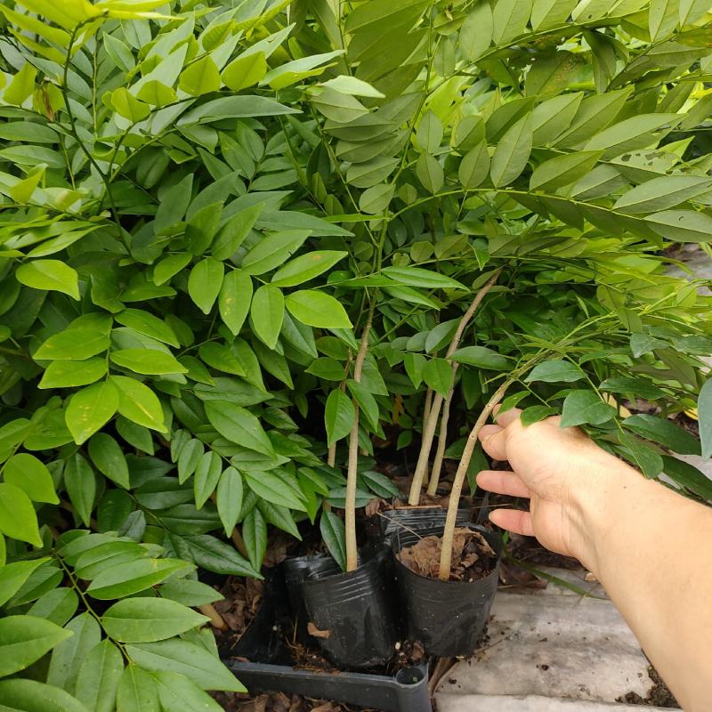 海南黄花梨树苗庭院绿化树苗小袋苗美观好养