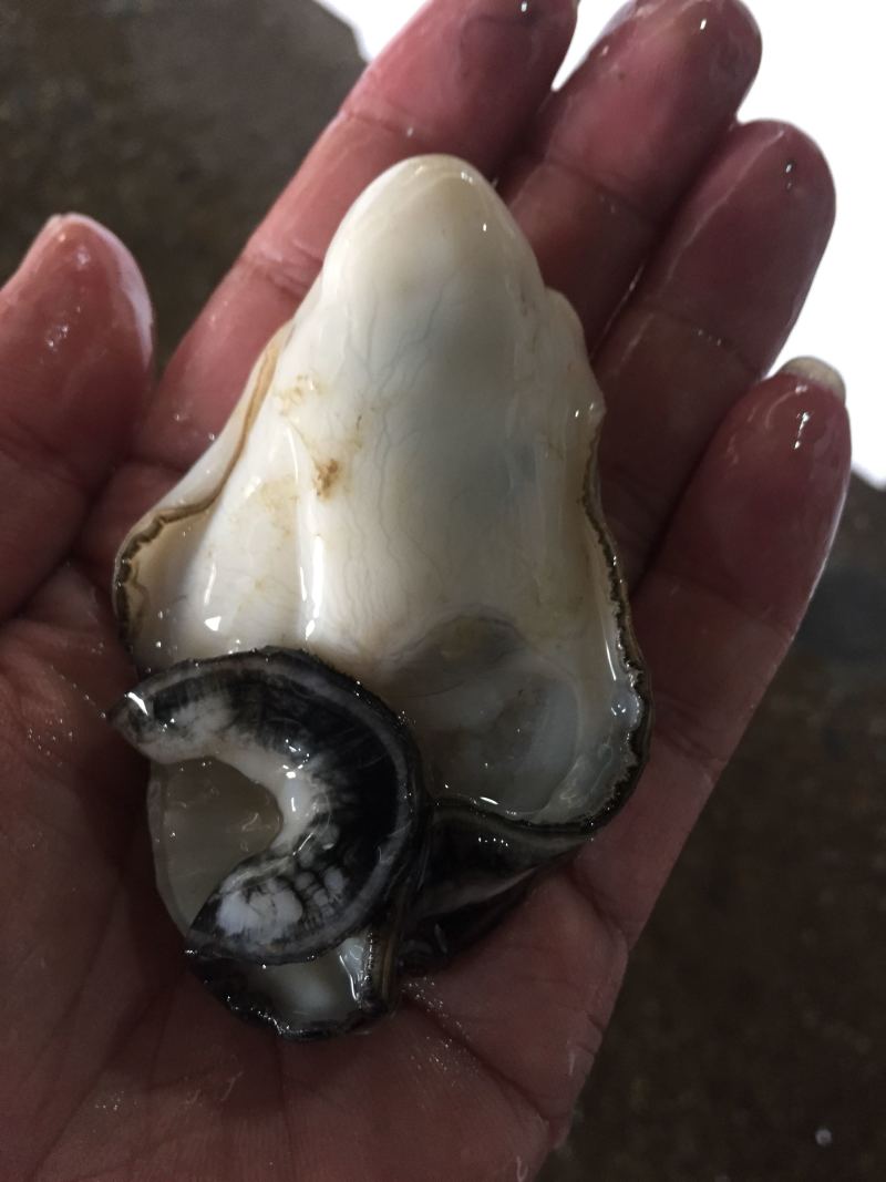 海产品