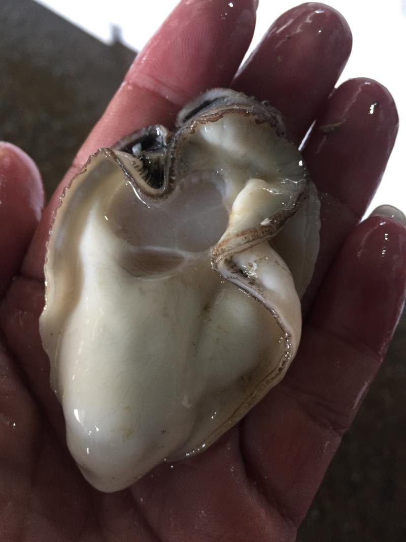 海产品