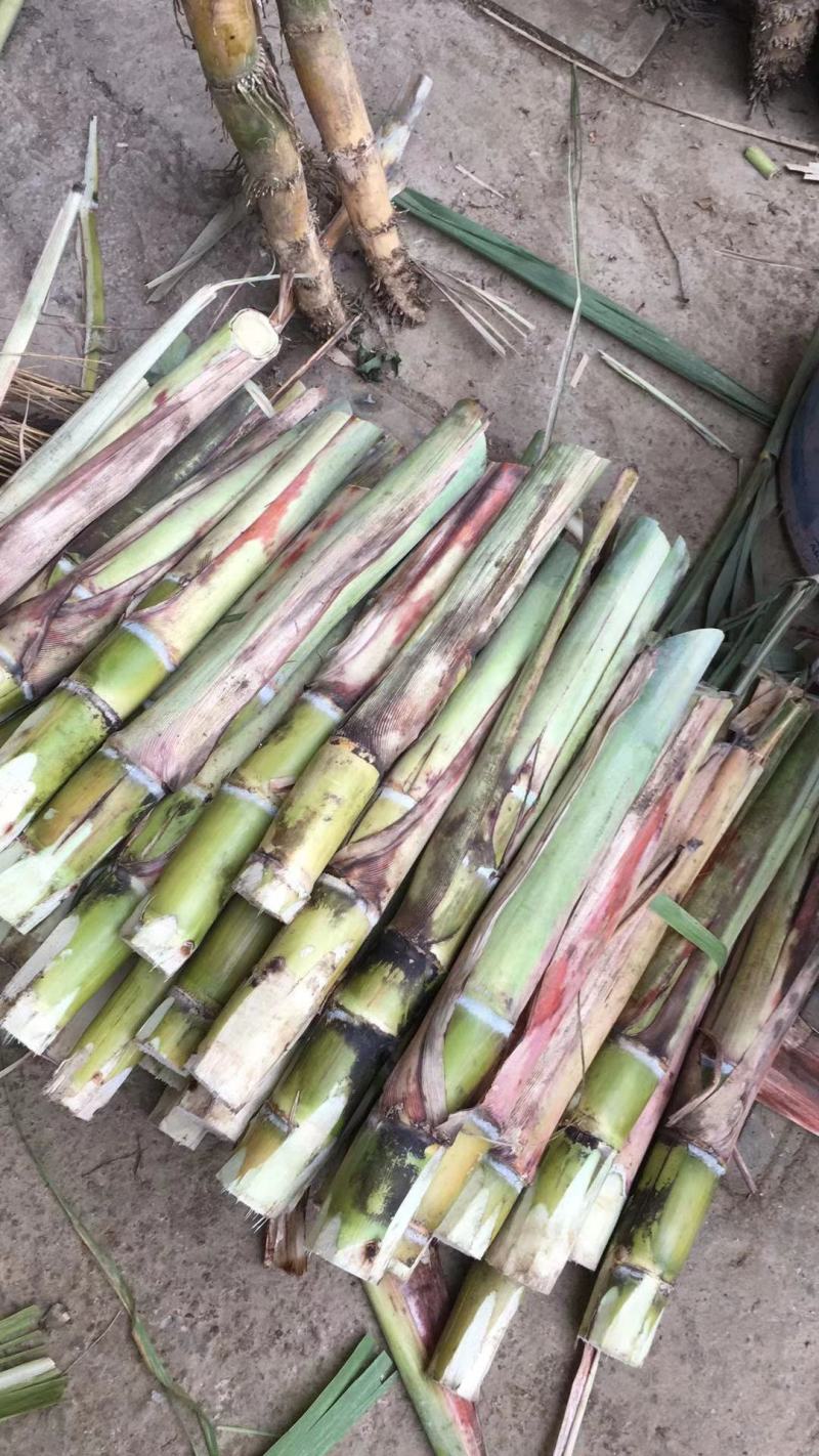 黑皮甘蔗种苗，适合北方种植的甘蔗种苗，甘蔗种植技术指导