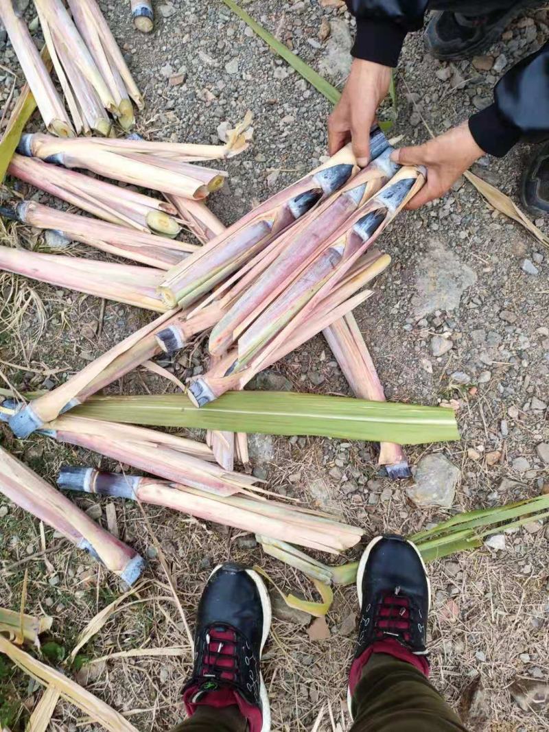 黑皮甘蔗种苗，适合北方种植的甘蔗种苗，甘蔗种植技术指导