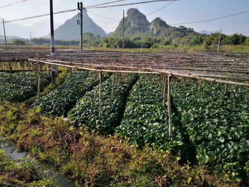 广东特产脱水白菜干，小白菜，奶白菜，无硫，无沙，量大从优