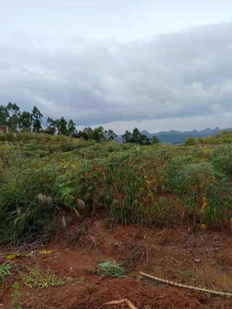 公司农场木薯，精品推荐，产地直销，一手货源。