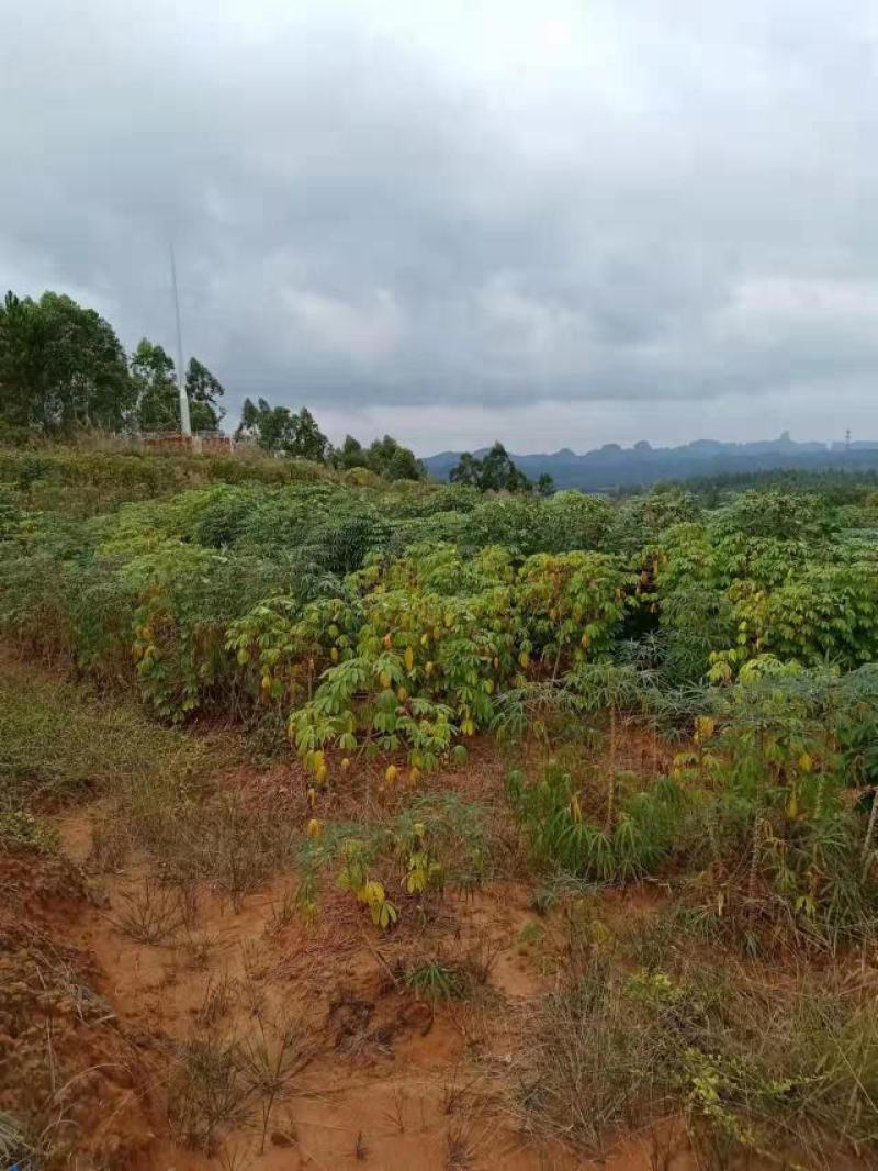 公司农场木薯，精品推荐，产地直销，一手货源。