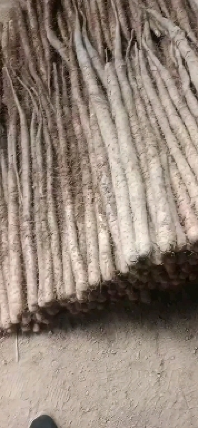 白玉山药