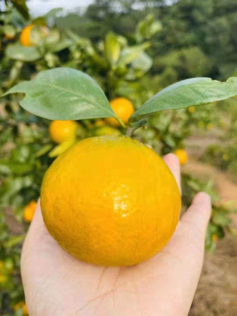 精品皇帝柑，产地直销一手货源。口感甘甜。