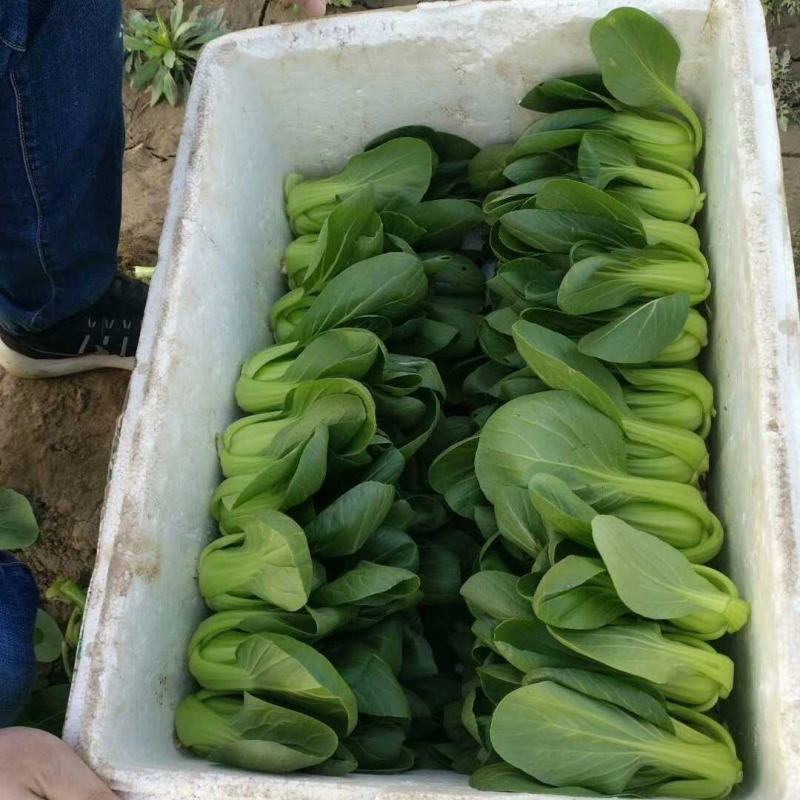 冬绿青梗菜种子，耐寒，耐抽苔，可露地越冬栽培