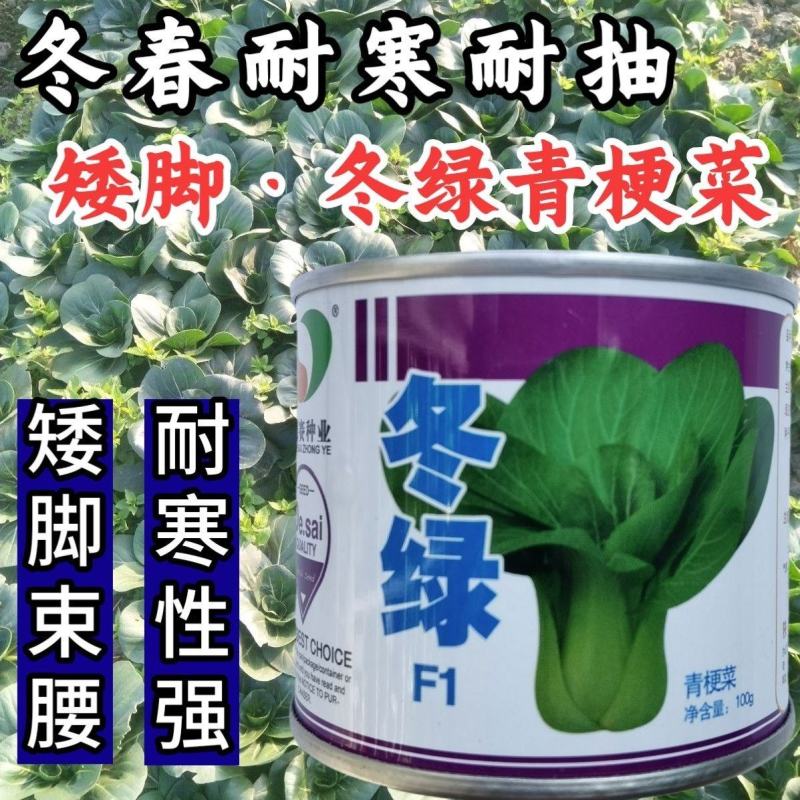 冬绿青梗菜种子，耐寒，耐抽苔，可露地越冬栽培