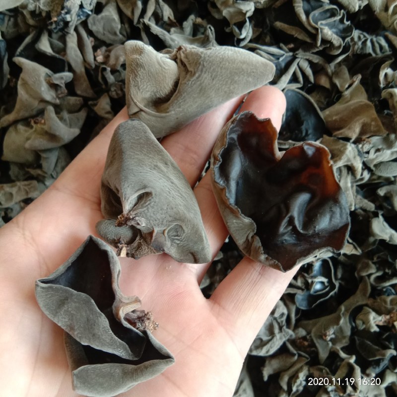 椴木秋耳，筛选整齐小号，中号木耳