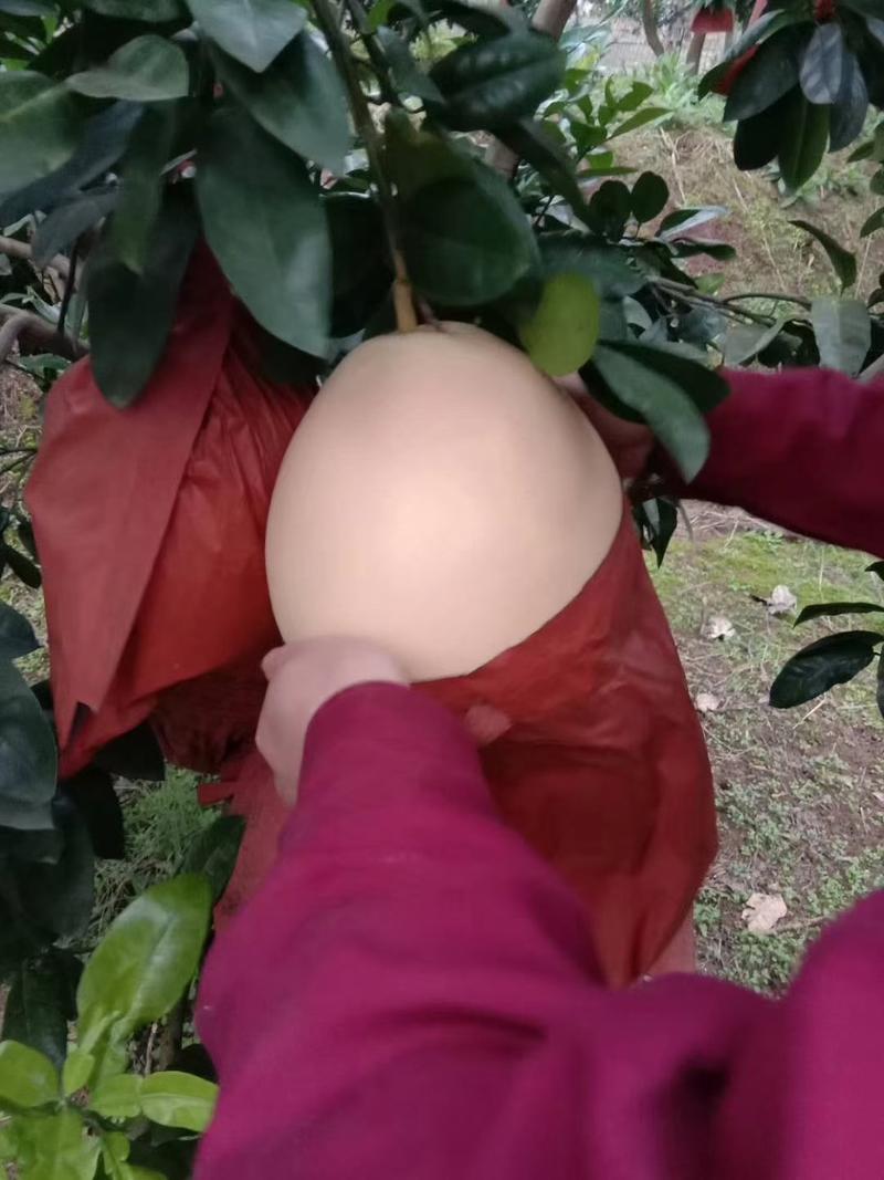三红蜜柚精品货源可视频看货全国发质量保证
