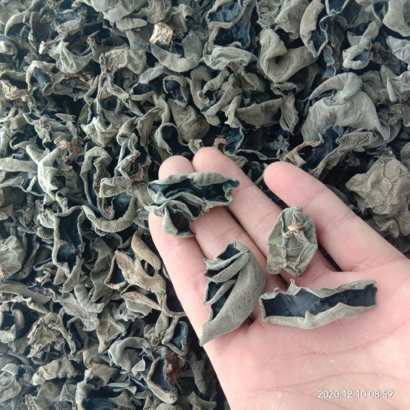椴木秋耳，筛选整齐小号，中号木耳