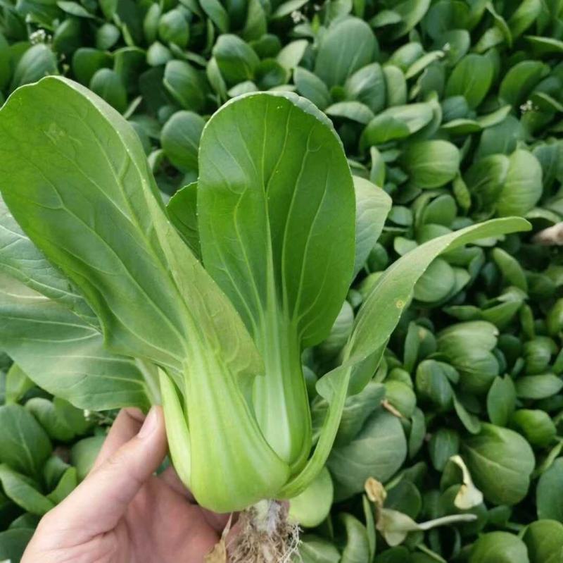 冬绿青梗菜种子，耐寒，耐抽苔，可露地越冬栽培