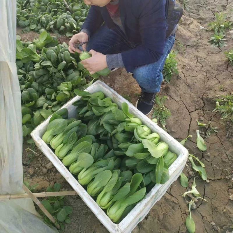 冬绿青梗菜种子，耐寒，耐抽苔，可露地越冬栽培