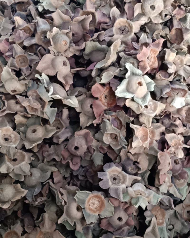 柿蒂，中药材柿蒂新货质量保证经营各种中药材欢迎咨询选购