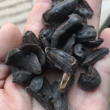 蛞蝓鼻涕虫中药材水蜒蚰中药材鼻涕虫正品蛞蝓