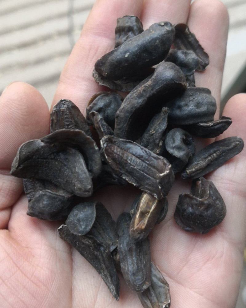 蛞蝓鼻涕虫中药材水蜒蚰中药材鼻涕虫正品蛞蝓