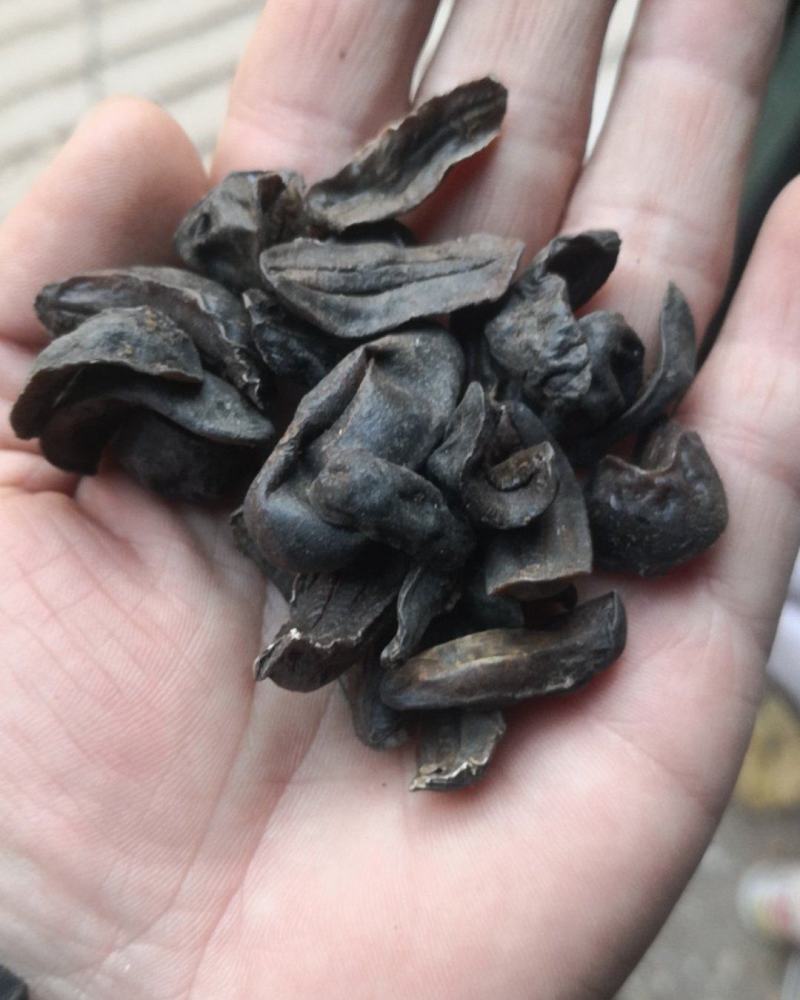 蛞蝓鼻涕虫中药材水蜒蚰中药材鼻涕虫正品蛞蝓