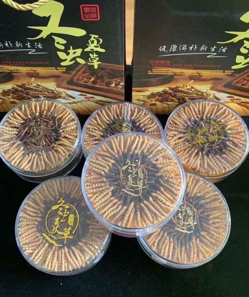 【好货】冬虫夏草，品质保证，一手货源，全国发货