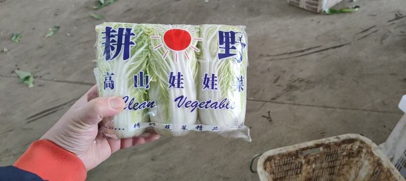 精品娃娃菜，大量供应小娃娃菜！现场加工！一手货源！大娃娃