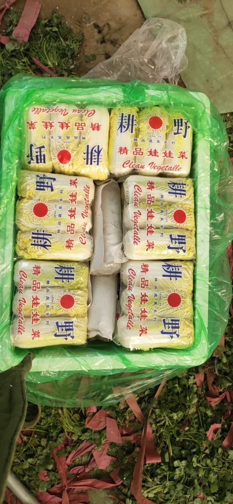 精品娃娃菜，大量供应小娃娃菜！现场加工！一手货源！大娃娃