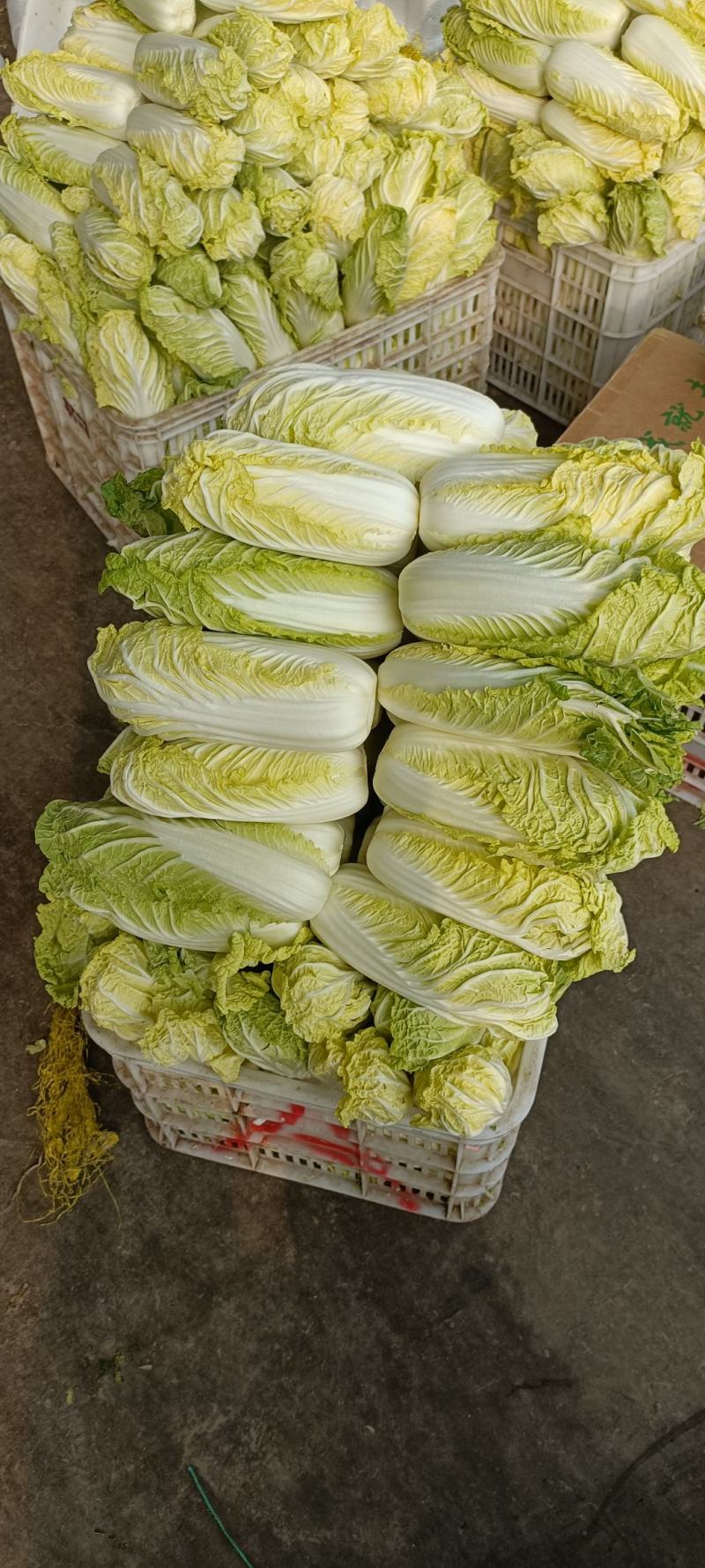 精品娃娃菜，大量供应小娃娃菜！现场加工！一手货源！大娃娃