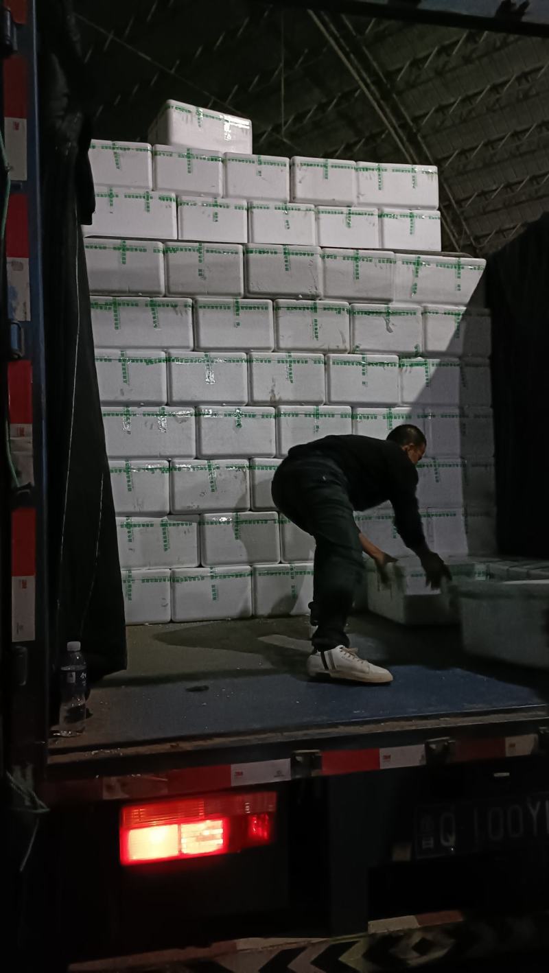 精品娃娃菜，大量供应小娃娃菜！现场加工！一手货源！大娃娃