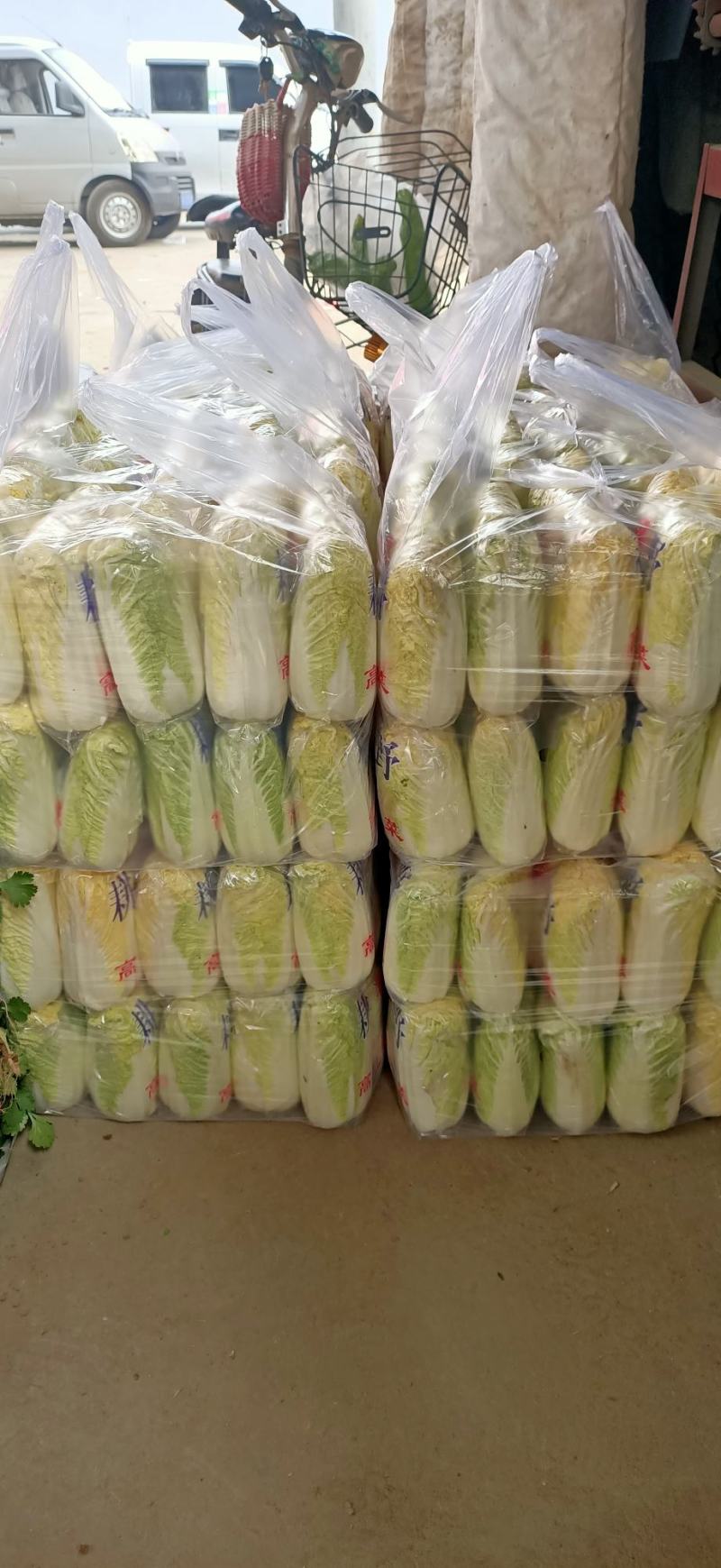 精品娃娃菜，大量供应小娃娃菜！现场加工！一手货源！大娃娃