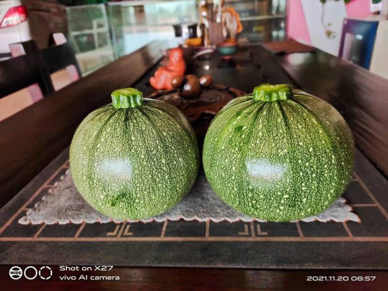 小巧玲珑商品性好龙珠五号西葫芦种子早熟瓜多