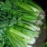 芹菜陕西【西芹千亩基地直供，单个重量在1.7/2.5】