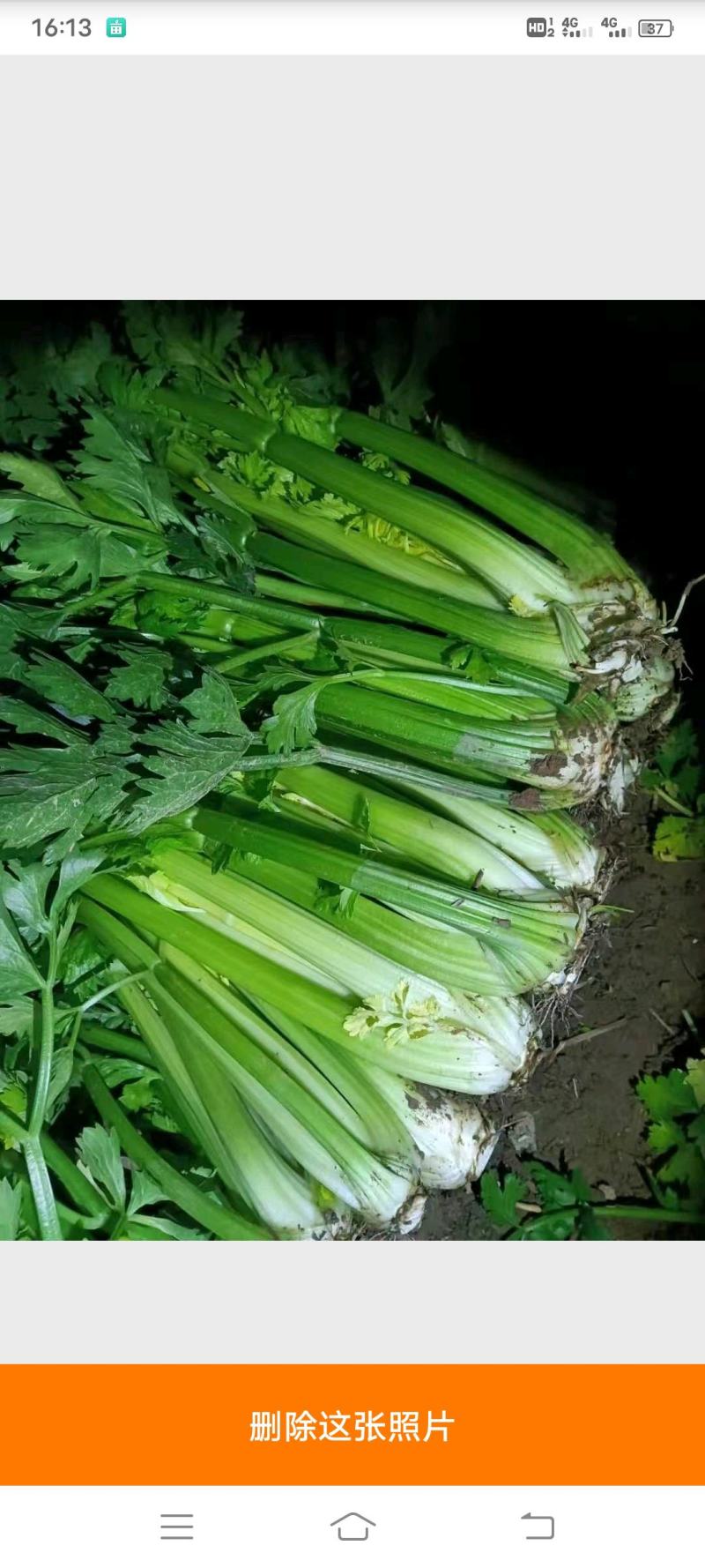 芹菜陕西【西芹千亩基地直供，单个重量在1.7/2.5】