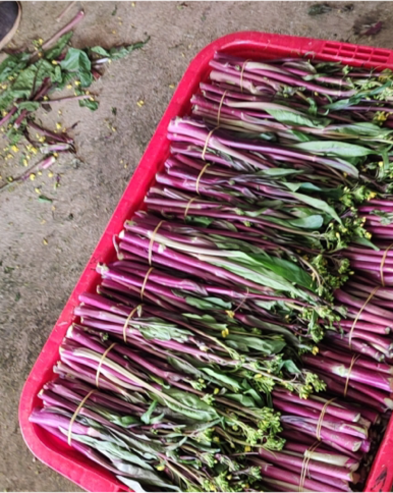 湖北红菜苔优质一手货源，新鲜现摘，代办全国，欢迎光临