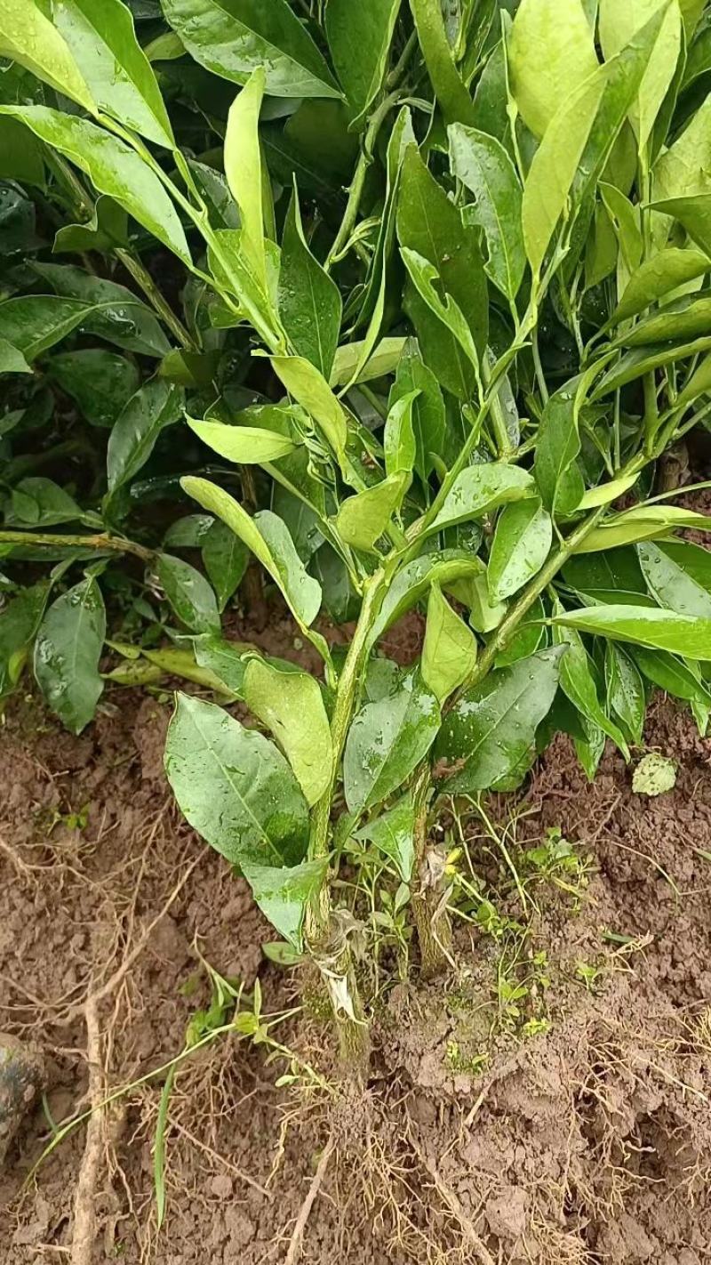 长叶香橙苗，假一赔十产地批发，苗场直供，欢迎实地考察农场