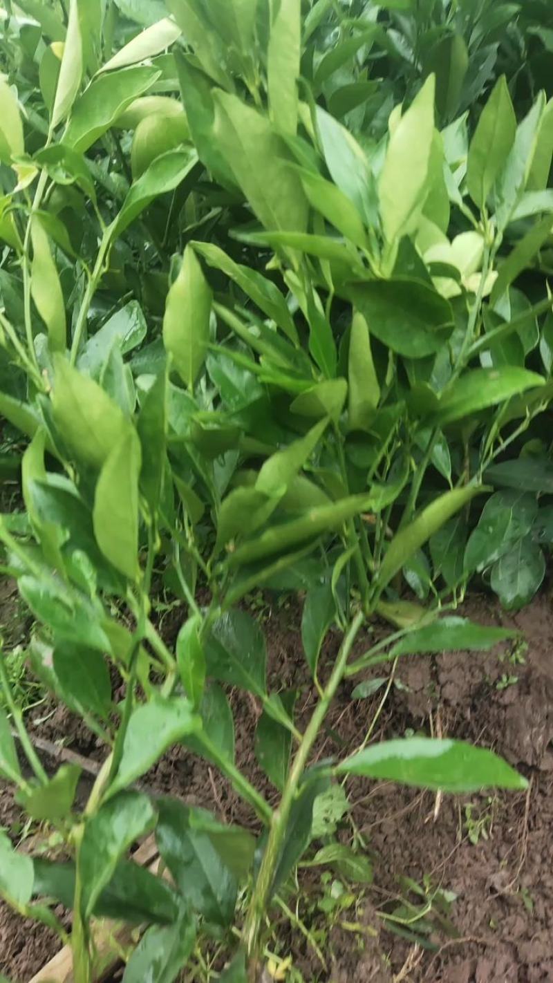长叶香橙苗，假一赔十产地批发，苗场直供，欢迎实地考察农场